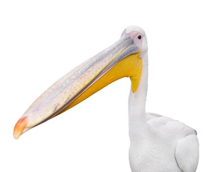 Big funny white pelican portrait isolated on white. Zoo bird with big beak. Pelican - large water bird cutout on white