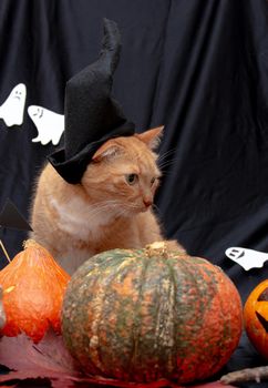 halloween red cat in a black hat and skull,pumpkins on a auturm leaves on a black background
