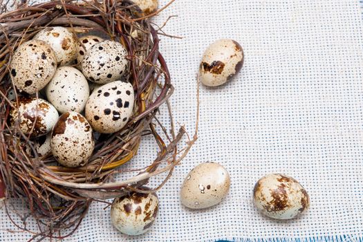 quail eggs in a nest of branches on a blue background, light fabric, Easter background, natural food, copy space, top view