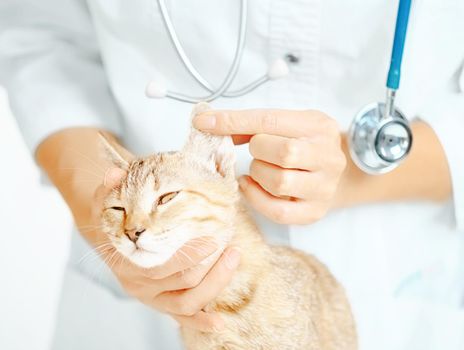 Unrecognizable doctor veterinarian examining ear of kitten.