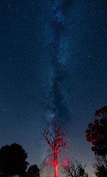 Dead red tree under the milky way, vertical composition