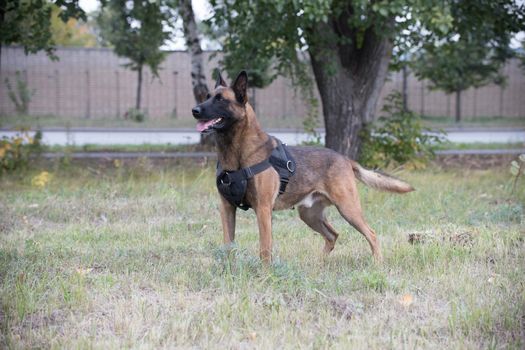 Big trained german shepherd dog standing on a green field