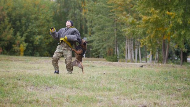 Big trained german shepherd dog bites his trainer in a protection suit in the arm