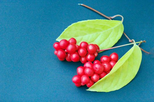 branch of red ripe schisandra with leaves lay on the dark blue background
