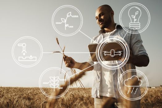 Farmer standing with digital tablet in a wheat field using modern technologies in agriculture, close up