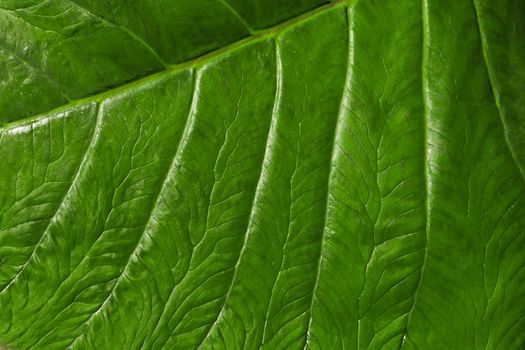 green leaf texture and structure for background or wallpaper. leaf vein macro close up. abstracted and natural, organic and zero waiste concept