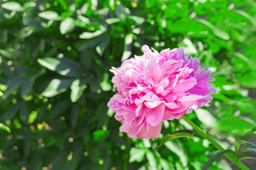 Pink peony blooming flower at the garden at summer time. Beautiful peonies background in vintage style. close-up.