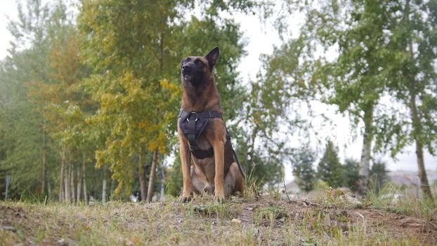 A trained german shepherd dog staying on a green field looking straight