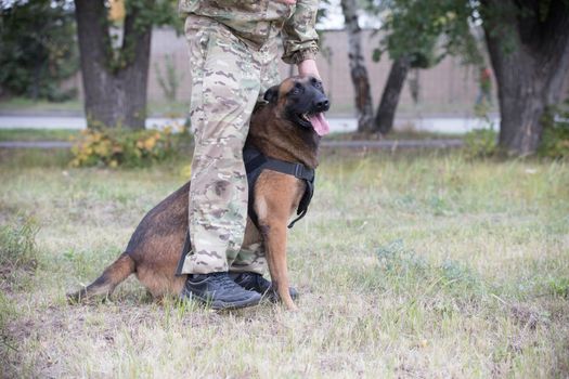 Big trained german shepherd dog sitting between his trainer legs on a green field