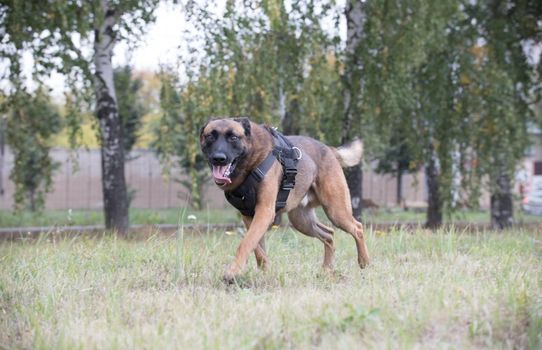 Big trained german shepherd dog running on a field and looking in the camera