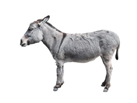Donkey full length isolated on white. Funny gray donkey standing in front of camera. Farm animals.