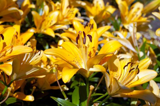 yellow lilies folwers named Fata Morgana grwoing in garden at sunlight