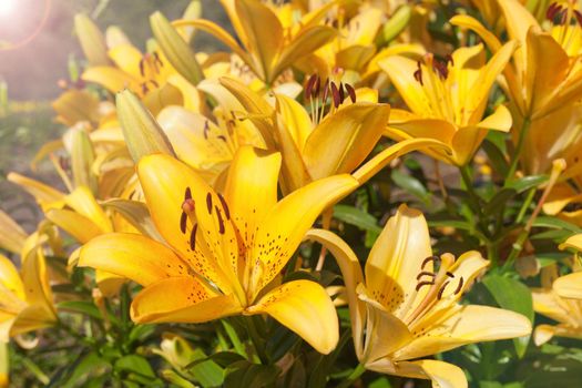 yellow lilies folwers named Fata Morgana grwoing in garden at sunlight
