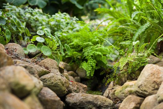 Close-up of a green grass and leaves in a small river of clear water behind the rocks