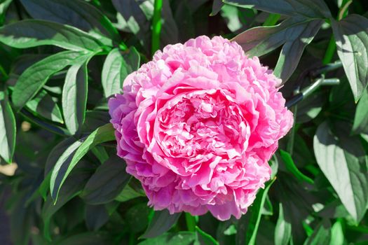 Pink peony blooming flower at the garden at summer time. Beautiful peonies background in vintage style. close-up.