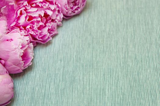 Pink peony flowers on blue vintage background. Copy space for text. Top view. Wedding, valentine's day or mothers day concept