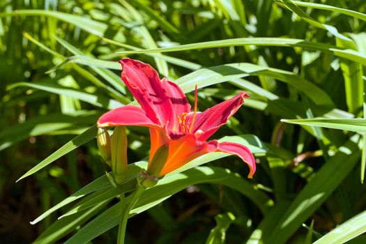 Red Hemerocallis or Daylilies plant. Red-purple daylilies flowers or Hemerocallis. Daylilies on green leaves background. Flower beds with flowers in garden. Closeup. Soft selective focus.