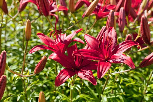 Red Hemerocallis or Daylilies plant. Red-purple daylilies flowers or Hemerocallis. Daylilies on green leaves background. Flower beds with flowers in garden. Closeup. Soft selective focus.