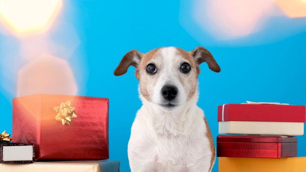 Dog sits wrapped in Christmas lights Jack Russell Terrier on a blue background
