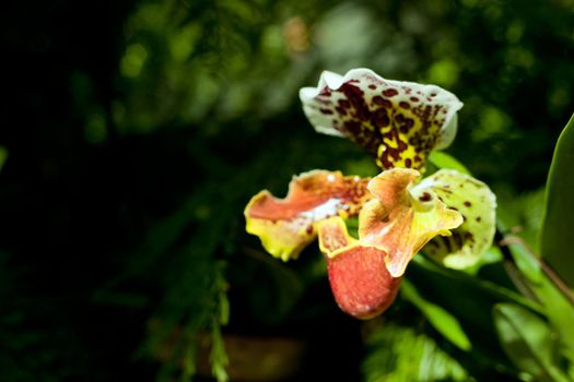 dark blossoming orchid flower plant - tropical exotic beautiful branch at botanical garden. dark foliage background. space for text