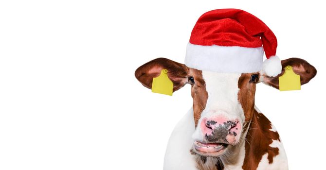 Funny cow isolated in Christmas hat. Spotted Cow portrait isolated on white. Farm animals.
