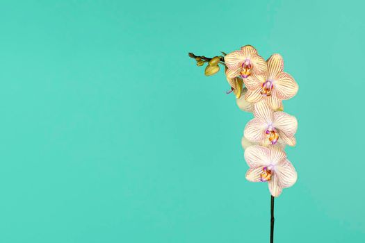 Beautiful tender yellow orchid branch isolated on blue background. Flower banner with copy space.
