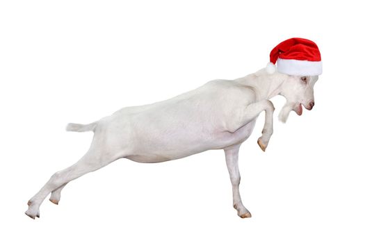 White Goat christmas or Santa red hat close up. Funny, young goat isolated on white background. Farm animals.