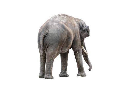 Elephant back close up. Big grey elephant from behind isolated on white background. Standing elephant full length close up.