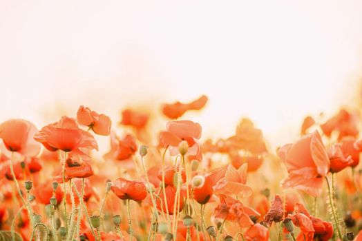 Flowers background: red poppies field outdoor.