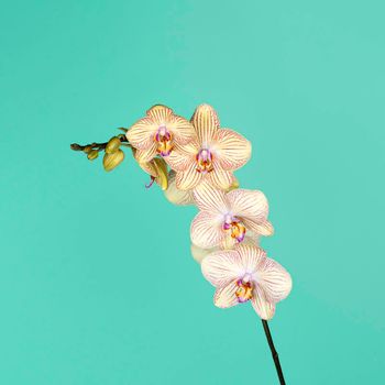 Beautiful tender yellow orchid branch isolated on blue background. Flower banner.