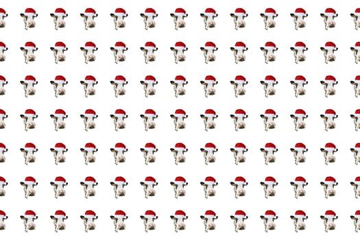 Funny cow isolated in Christmas hat pattern. Spotted Cow portrait isolated on white. Farm animals.