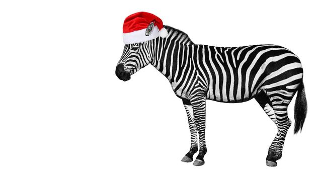 Young zebra in Santa Claus helper hat isolated on white background. Zebra close up. Zebra cutout full length. Zoo animals.