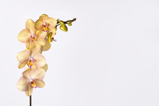 Beautiful tender yellow orchid branch isolated on white background. Flower banner with copy space