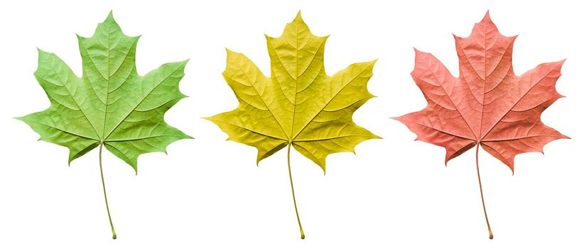 Set of Maple leaves isolated on white. Yellow, red and green Maple leaves cut out.