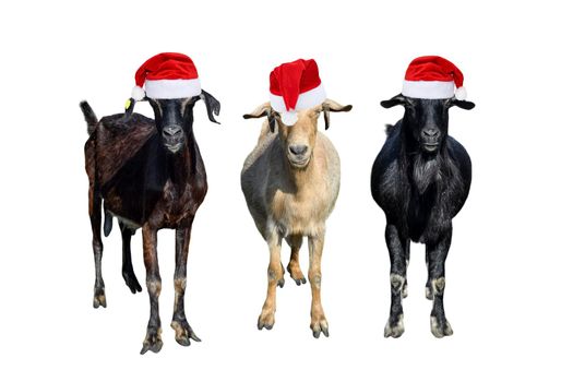 Group of goats in red Santa or New Year hats isolated on white. Goats standing full length and looking in camera. Farm animals