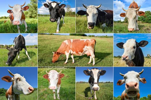 Collage of grazing cows and cattles on the field. Farm animals concept