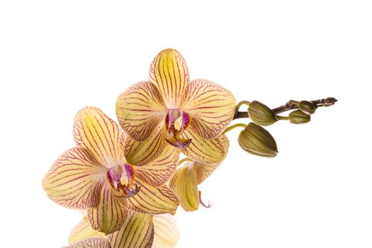 Beautiful tender yellow orchid branch isolated on white background. Flower banner close up.