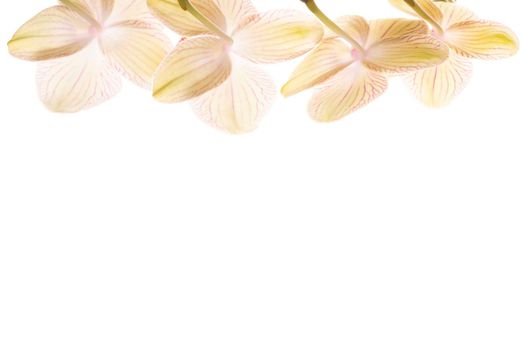 Beautiful tender yellow orchid branch isolated on white background. Flower banner with copy space.