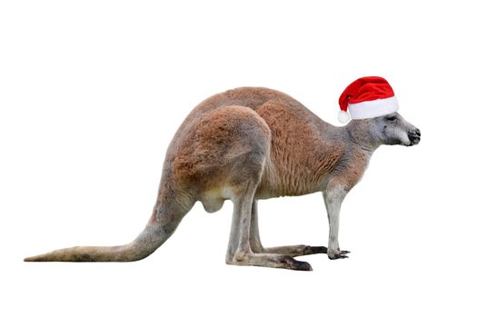 Male kangaroo in Christmas hat isolated on white background. Big kangaroo full lengths, front view. The kangaroo is a marsupial from the family Macropodidae.