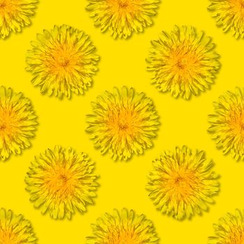 Seamless yellow flower patterm on yellow background. Dandelion flower summer background close up.