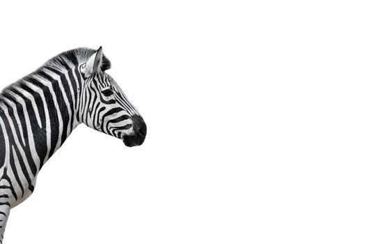 Young zebra portrait isolated on white. Zebra close up. Zoo animals. Banner with copy space