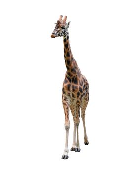 Young funny giraffe standing full length isolated on white background. Funny walking giraffe close up. Zoo animals isolated.