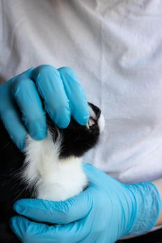 A veterinarian examines a black cat's teeth at the clinic.