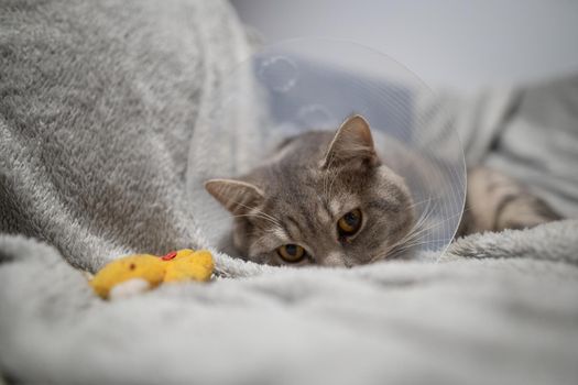 Tired cat gray Scottish Straight breed resting with veterinairy cone after surgery at home on the couch. Animal healthcare concept. After surgery cat's recovery in or E-Collar. Elizabethan Collar.