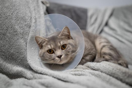 Sick gray Scottish Straight breed cat wearing pet medical collar cone Elizabethan collar to avoid licking at house. British cat after surgery at home on couch wearing protective plastic cone on head.