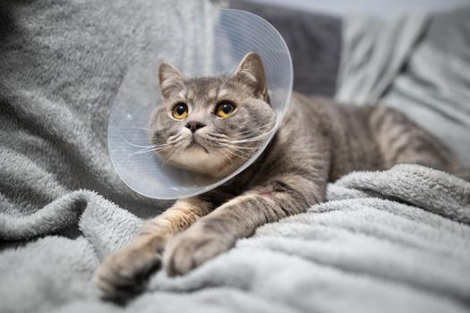 Sick gray Scottish Straight breed cat wearing pet medical collar cone Elizabethan collar to avoid licking at house. British cat after surgery at home on couch wearing protective plastic cone on head.