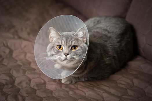 Domestic gray British Shorthair cat with orange eyes in a protective collar at home on the couch after surgery. The topic is medicine and the protection of pets. The cat is resting after castration.