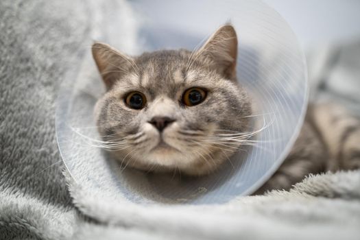 Domestic gray British Shorthair cat with orange eyes in a protective collar at home on the couch after surgery. The topic is medicine and the protection of pets. The cat is resting after castration.