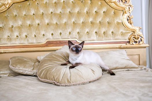 The theme is luxury and wealth. Young cat without a tail thoroughbred Mecogon bobtail lies resting on a big bed on a pillow in a Renaissance Baroque interior in France Europe Versailles Palace.