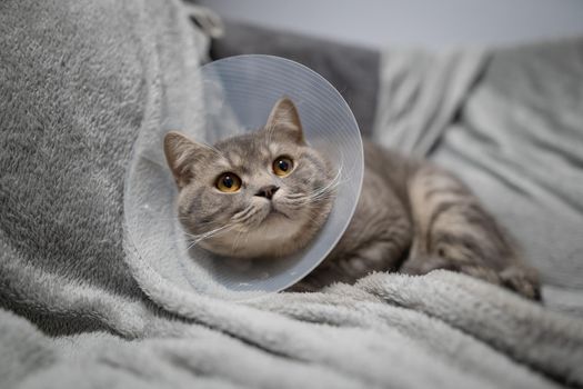 Tired cat gray Scottish Straight breed resting with veterinairy cone after surgery at home on the couch. Animal healthcare concept. After surgery cat's recovery in or E-Collar. Elizabethan Collar.